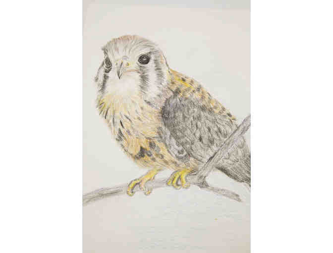 Kestrel drawing by Lu Scott