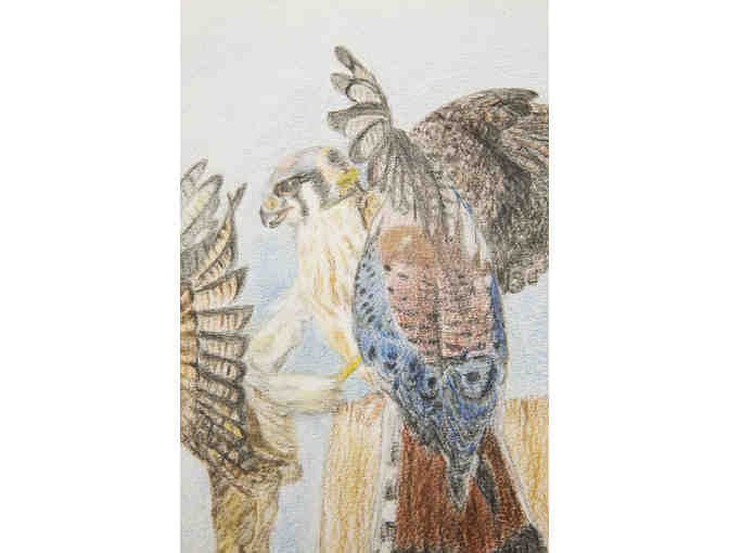 Kestrels fighting at a perch - drawing by Lu Scott