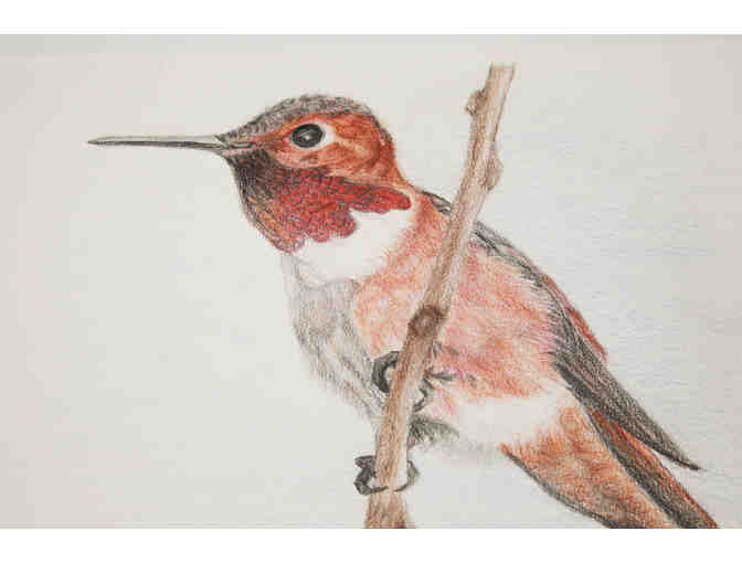 Hummingbird perching - drawing by Lu Scott