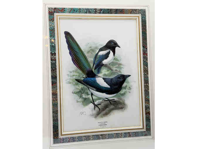 Hand colored original print from A History of the Birds of Europe 1881 - Magpie - Photo 1