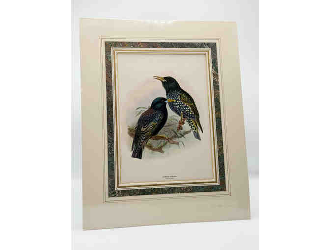 Hand colored original print from A History of the Birds of Europe 1881 - Starling - Photo 2