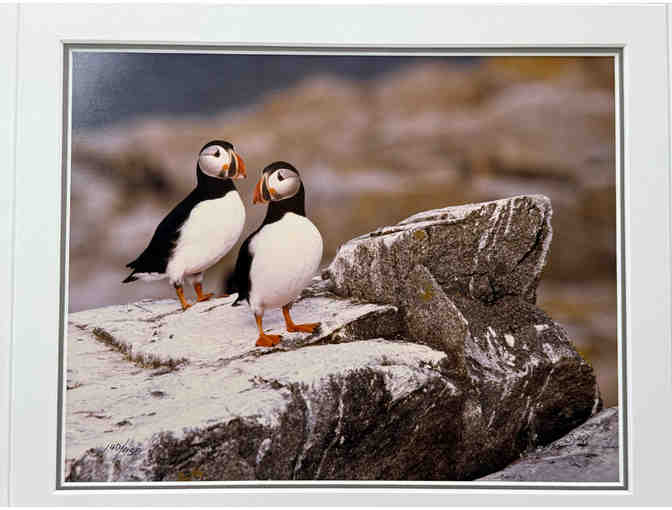 Photograph of Atlantic Puffins by Thomas D. Mangelsen - Photo 1