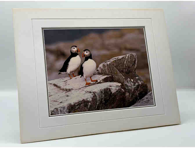 Photograph of Atlantic Puffins by Thomas D. Mangelsen - Photo 2