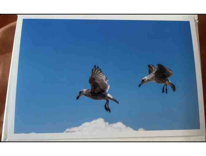 Three photos of soaring gulls at Santa Monica by Colleen Sturtevant - Photo 1