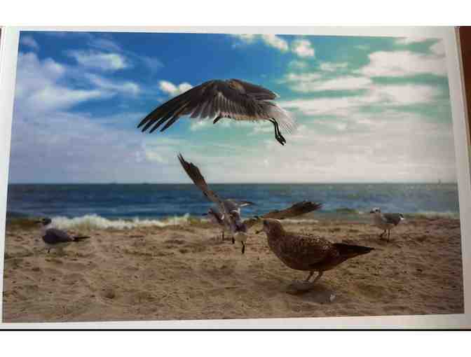 Three photos of soaring gulls at Santa Monica by Colleen Sturtevant - Photo 3