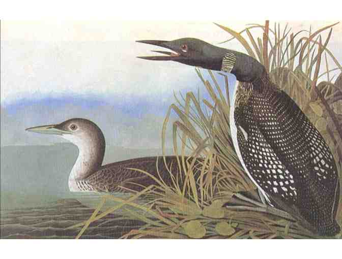 Audubon's Birds of America