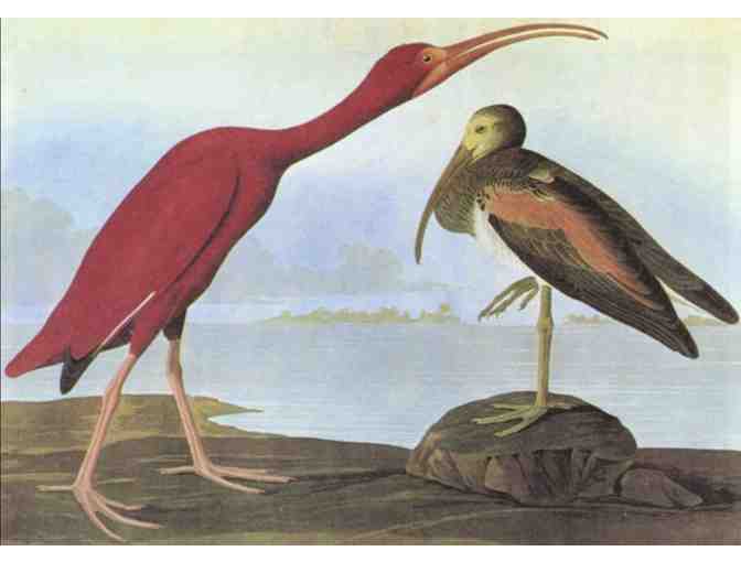 Audubon's Birds of America