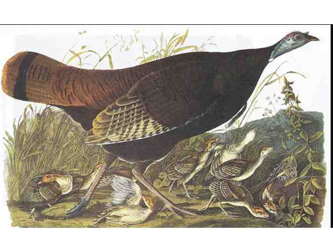 Audubon's Birds of America