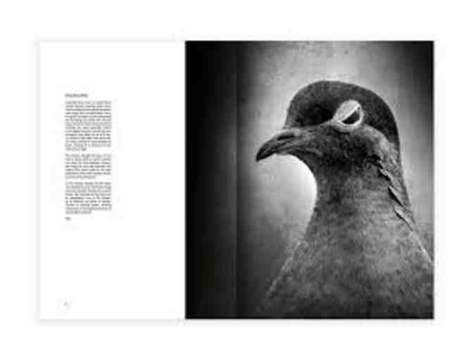 A Silent Witness to Beauty book by Robert David Atkinson