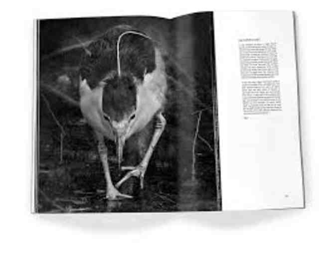 A Silent Witness to Beauty book by Robert David Atkinson