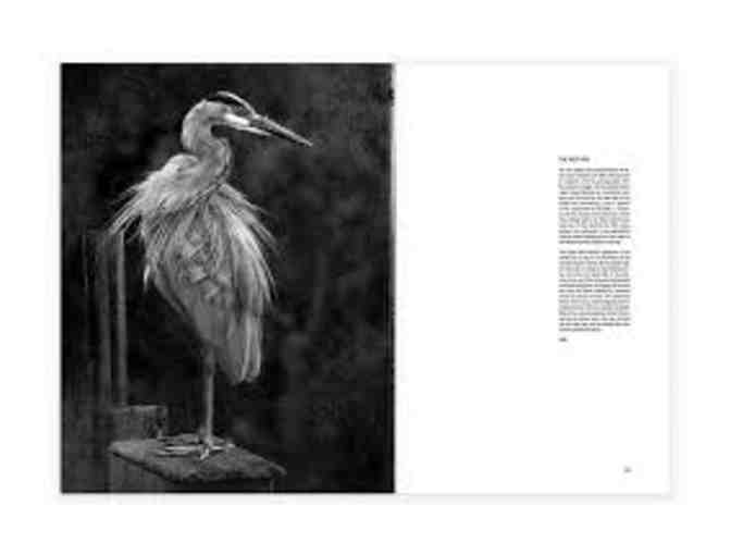 A Silent Witness to Beauty book by Robert David Atkinson