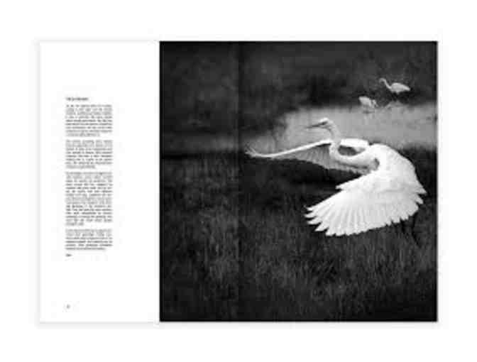 A Silent Witness to Beauty book by Robert David Atkinson