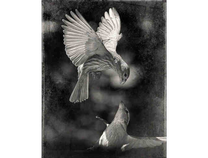 'The House Finch' Original Framed Limited Edition Print by Robert David Atkinson