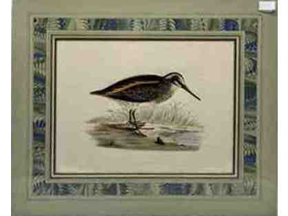 Hand colored original print from "British Game Birds and Wildfowl" - Jack Snipe