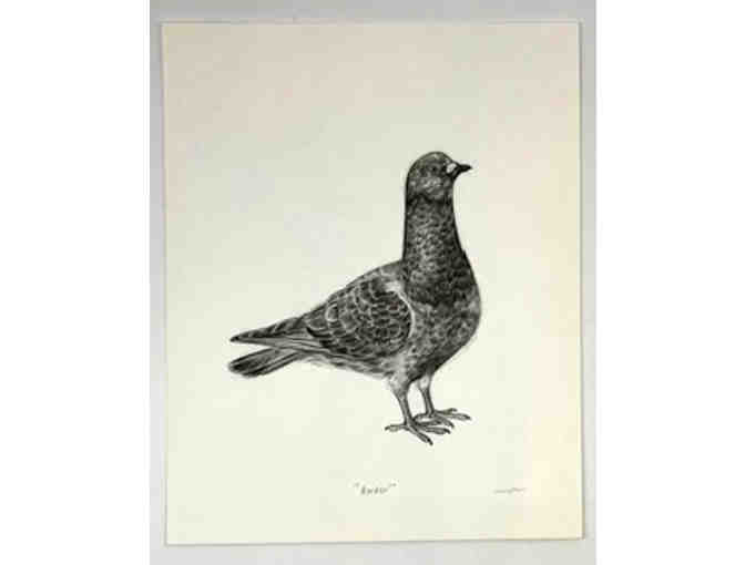 Pen & ink drawings of pigeons 'Barker' & 'Lady' by Nancy Chiu