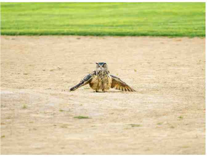 Finding Flaco book - signed by the authors