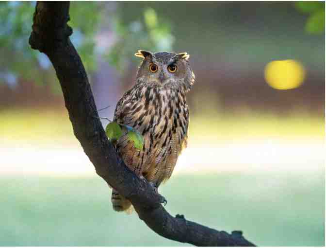 Finding Flaco book - signed by the authors