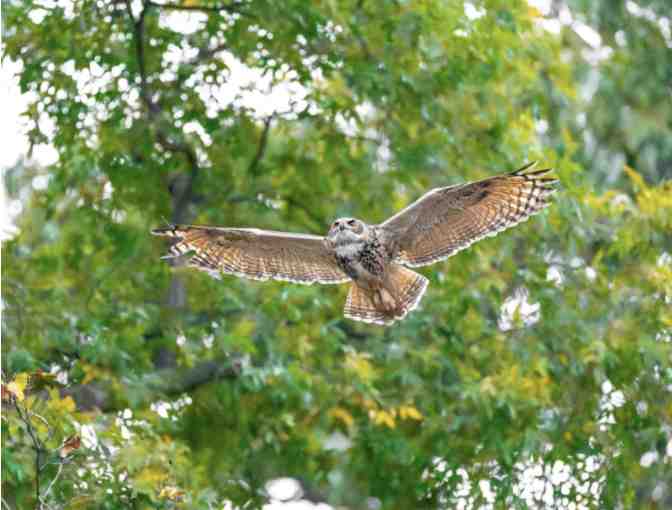 Finding Flaco book - signed by the authors