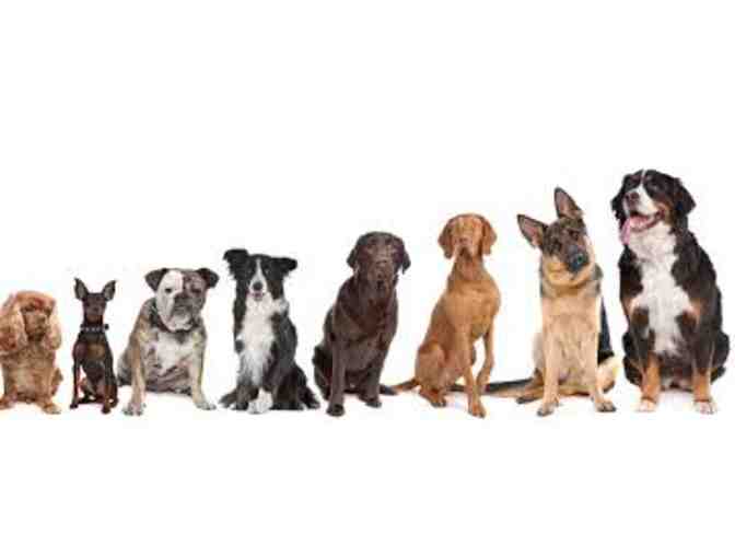 The Dog Scoop - $300 Gift Certificate Toward ANY Service