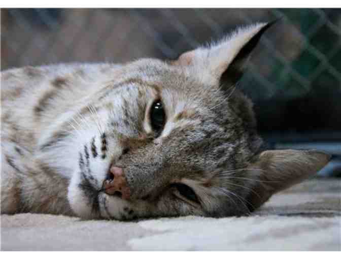 STAR ECO Station Culver City: Family Pass