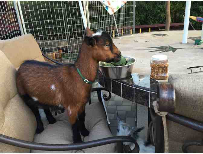 Play Date for Two with Lucky and Totoro - the Nigerian Dwarf Goats!