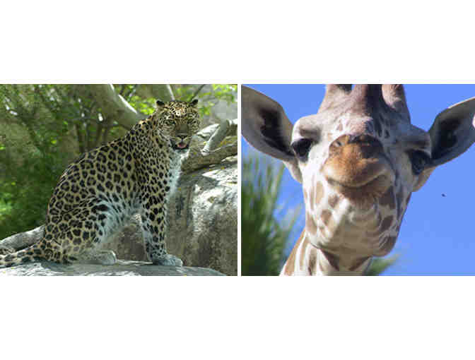 Living Desert: Family Four-Pack