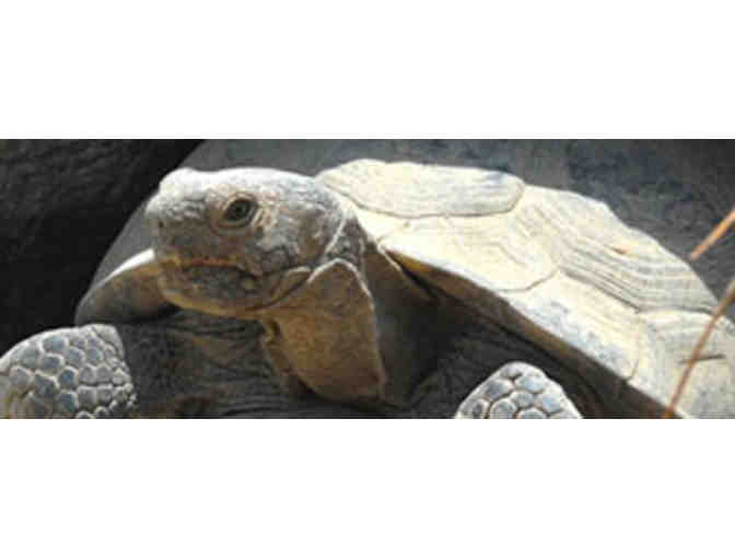 Living Desert: Family Four-Pack