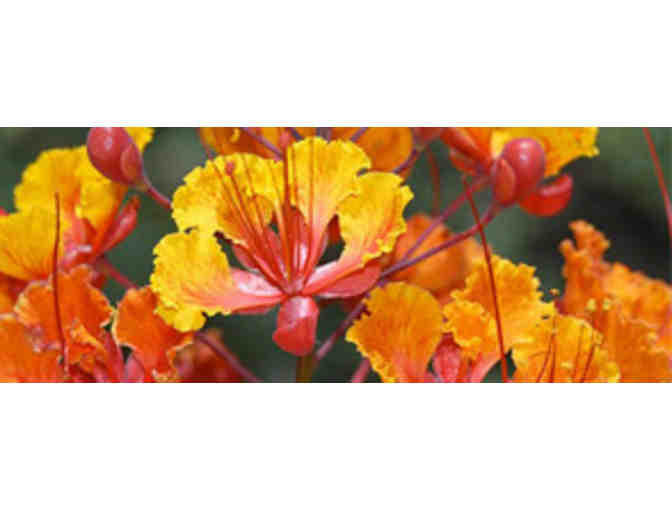 Living Desert: Family Four-Pack