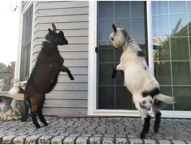 Birthday Party OR Play Date with Lucky and Totoro - the Nigerian Dwarf Goats!