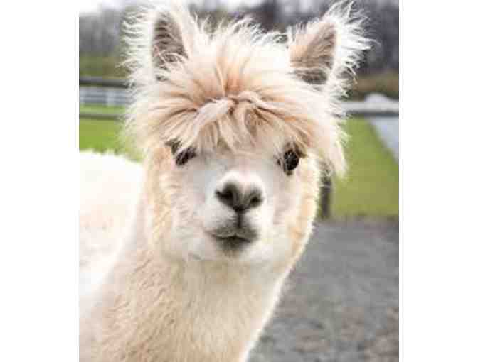 Alpaca Adventure Awaits
