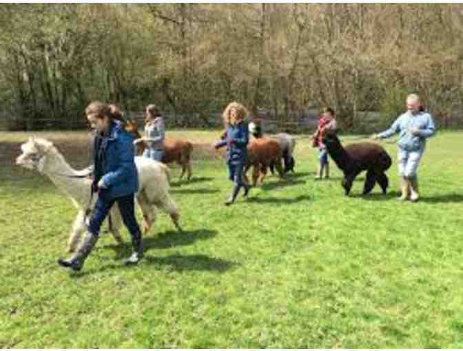 Alpaca Adventure Awaits