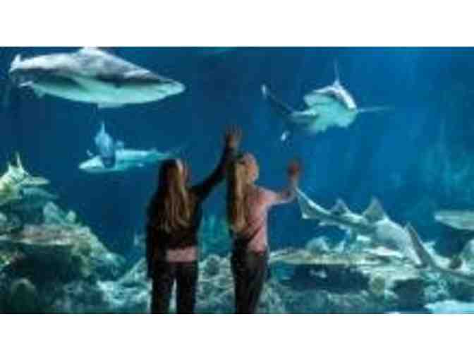 SIX FLAGS DISCOVERY KINGDOM