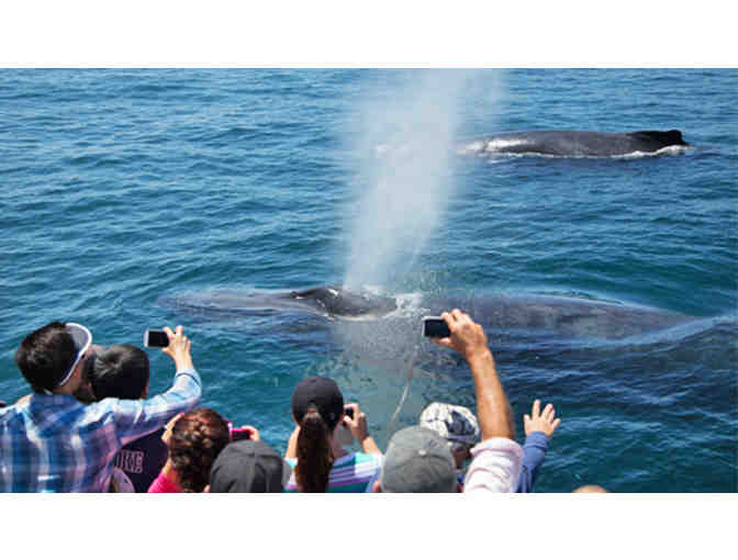 WHALE WATCHING OUT OF NEWPORT BEACH