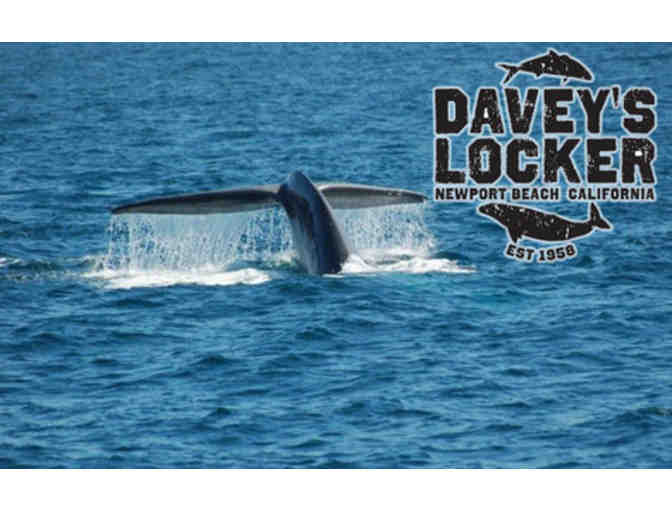 WHALE WATCHING OUT OF NEWPORT BEACH