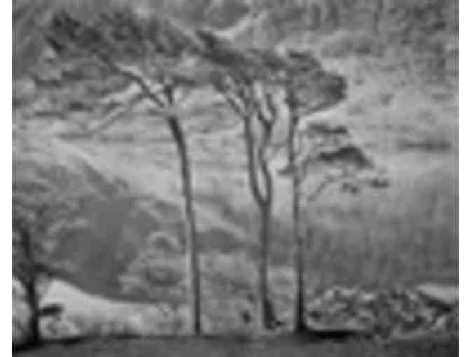 Framed Print 'Three Trees at Doo Lough' Co Mayo, Ireland