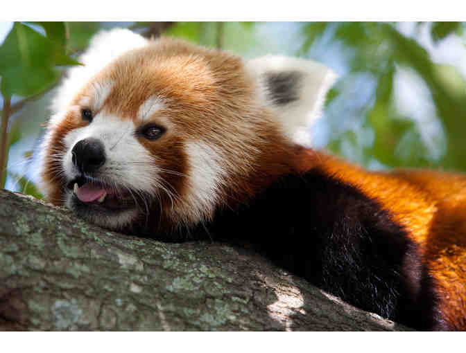 A Day at the Zoo with the family