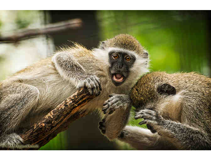 A Day at the Zoo with the family