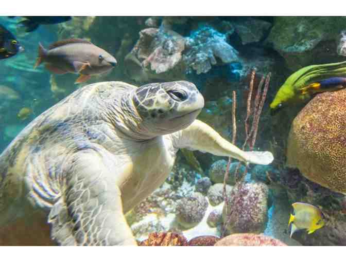 Two admission passes to New England Aquarium