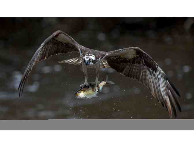 Family membership to the RI Audubon Society