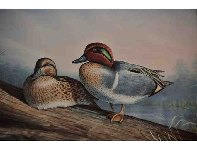 Sam Timm Framed Print