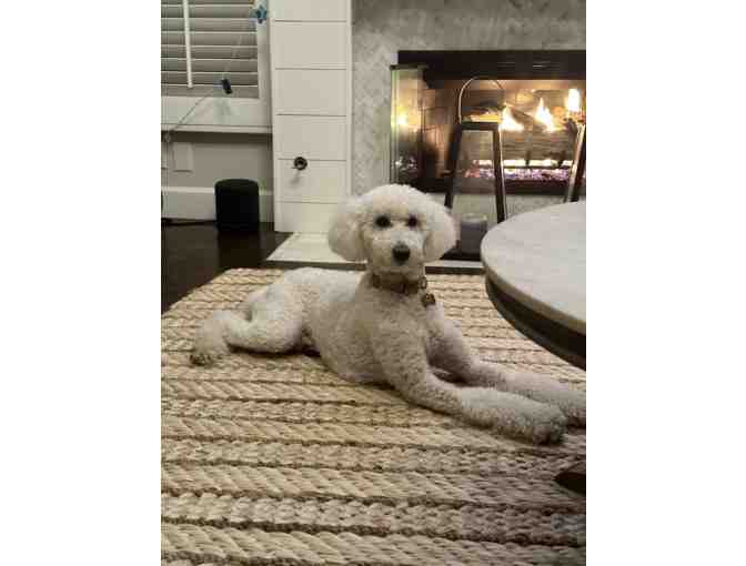 Animal House Pet Grooming - Photo 1