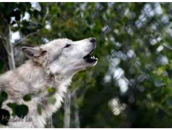 2 Tickets to Grizzly & Wolf Discovery Center, Yellowstone, MT