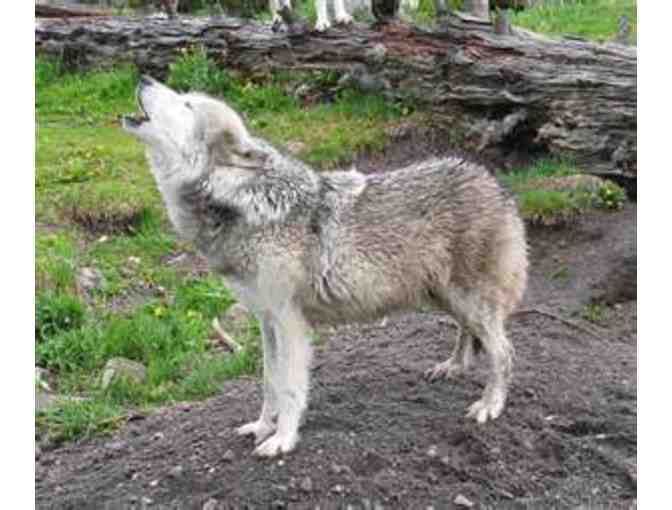 2 Tickets to Grizzly & Wolf Discovery Center, Yellowstone, MT