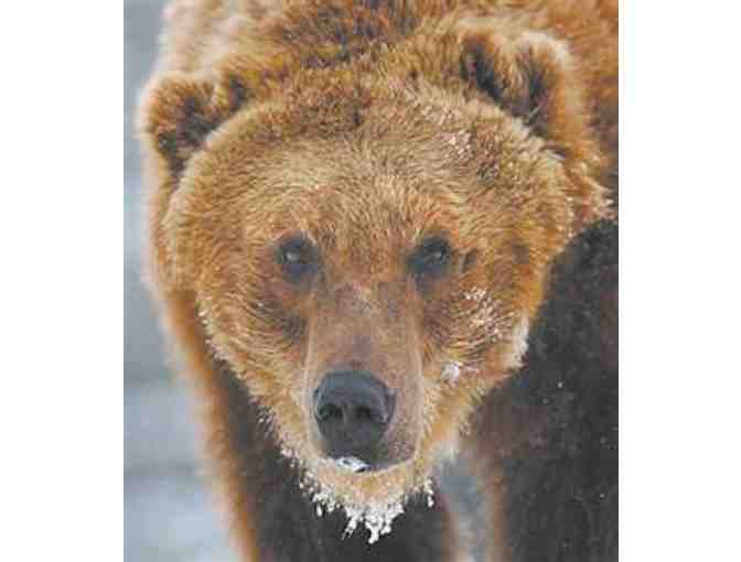 2 Tickets to Grizzly & Wolf Discovery Center, Yellowstone, MT