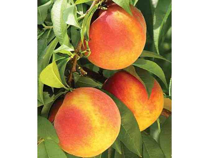 $12 Gift Certificate for Early Morning Orchard