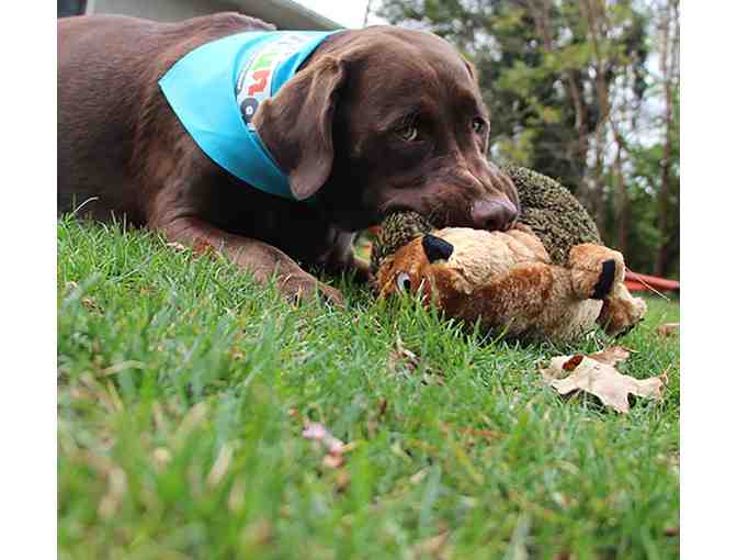 Outward Hound Jumbo Hedgehogz dog toy from Moab Barkery!