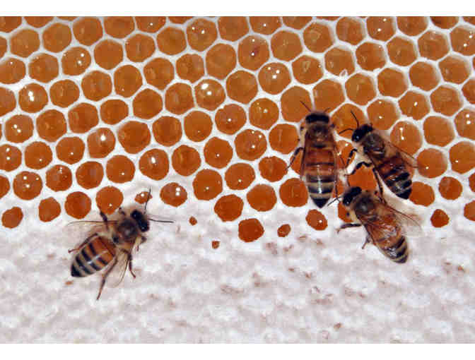 One Pint of Raw Unfiltered Moab Honey!