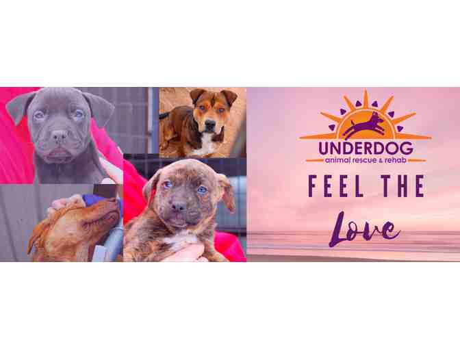 Underdog Animal Rescue - Adopt a Dog!
