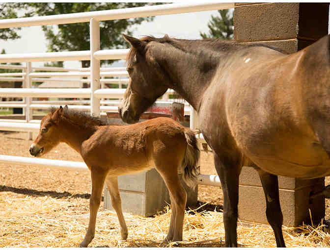 Thanksgiving Point, Lehi Utah - 2 All-Access Passes