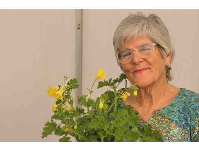 Canyon Nursery - Biweekly Bodacious Blooms, Delivered to You!